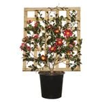 250mm Yuletide Espalier - Camellia vernalis