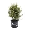 330mm Green Pillar - Pittosporum tenuifolium