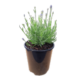 2L Lavender Thumbelina Leigh - Lavendula