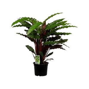 140mm Calathea Rufibarba - Prayer Plant
