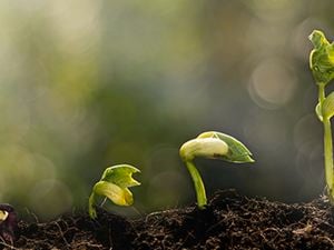 Product CLP - Garden - Seeds & Propagation