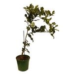 250mm Lime Kaffir