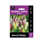 Bloomin Bulbs Russell Lupin Mixed - 1 Pack