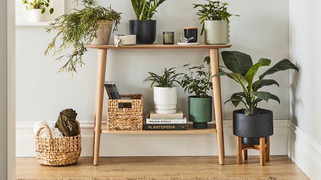 timber hall stand with an assortment of indoor plants