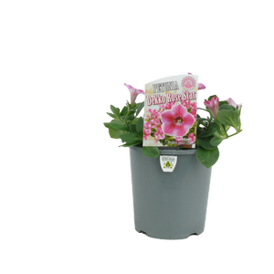 1.5L Petunia Dekko Rose Star - Petunia hybrida