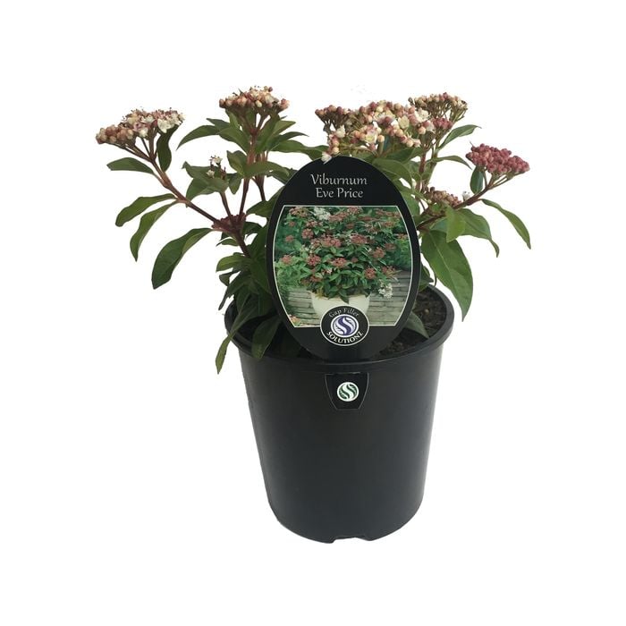 1.9L Viburnum Eve Price - Viburnum tinus