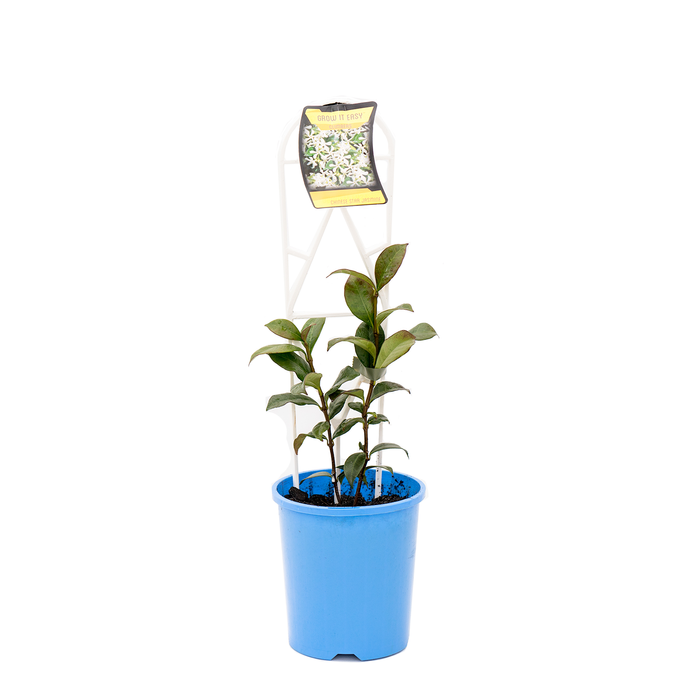 140mm Chinese Star Jasmine - Trachelospermum jasminoides