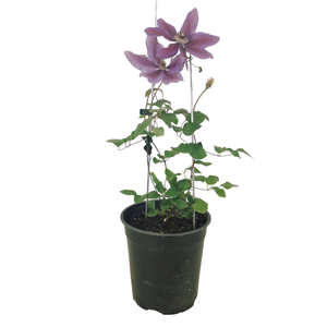 3.5L Clematis Hybrids - Clematis Assorted