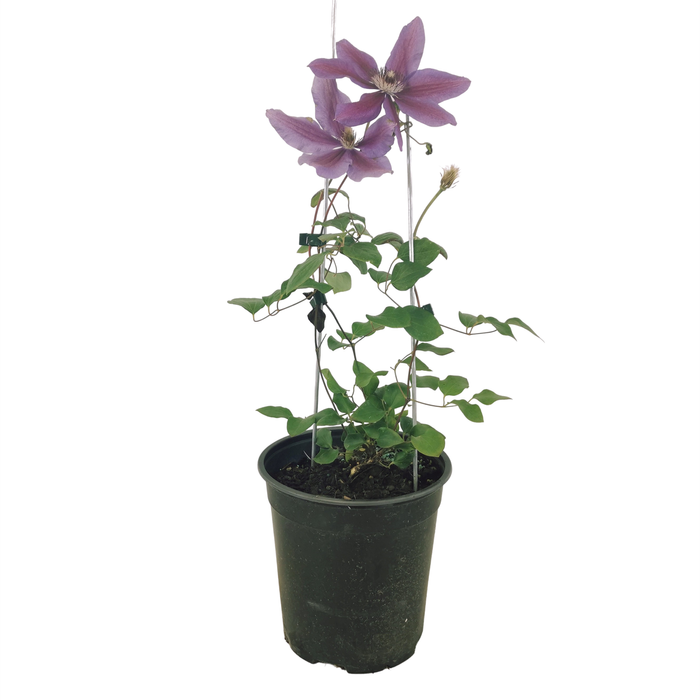 3.5L Clematis Hybrids - Clematis Assorted