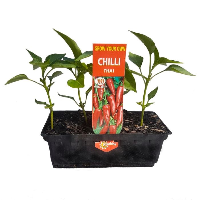 Punnet Thai Chilli - Capsicum annuum