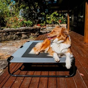 Charlie's Adventure Foldable Travel Pet Cot 120x80x22cm X-large Grey