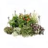 17.5cm Assorted Plants In Hanging Baskets