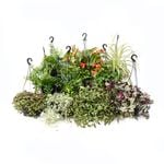 17.5cm Assorted Plants In Hanging Baskets