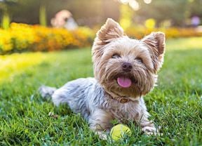Dog playing in the backyard.
