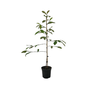 250mm Fairy Magnolia - Magnolia fairy Blush