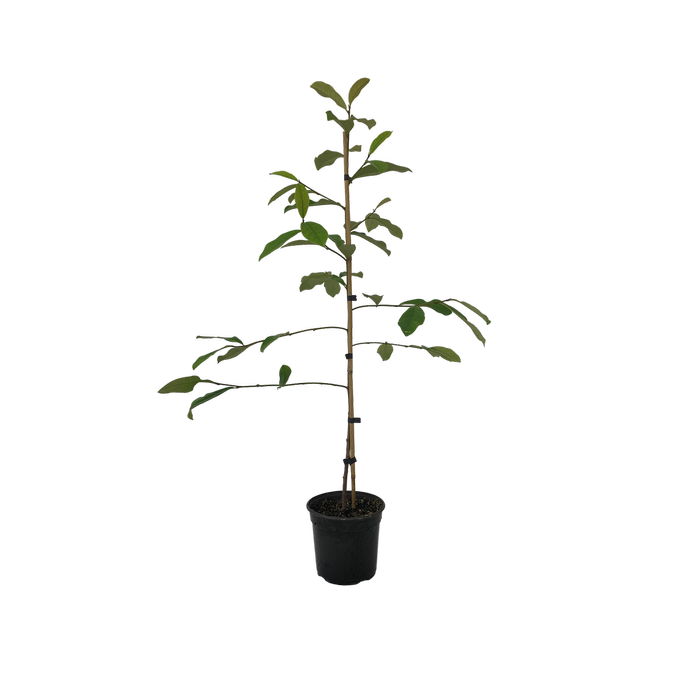 250mm Fairy Magnolia - Magnolia fairy Blush