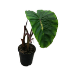 3.3L Elephants Ear White Lava - Colocasia Esculenta