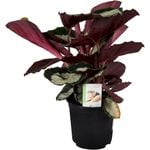 140mm Prayer Plant - Calathea Tanja
