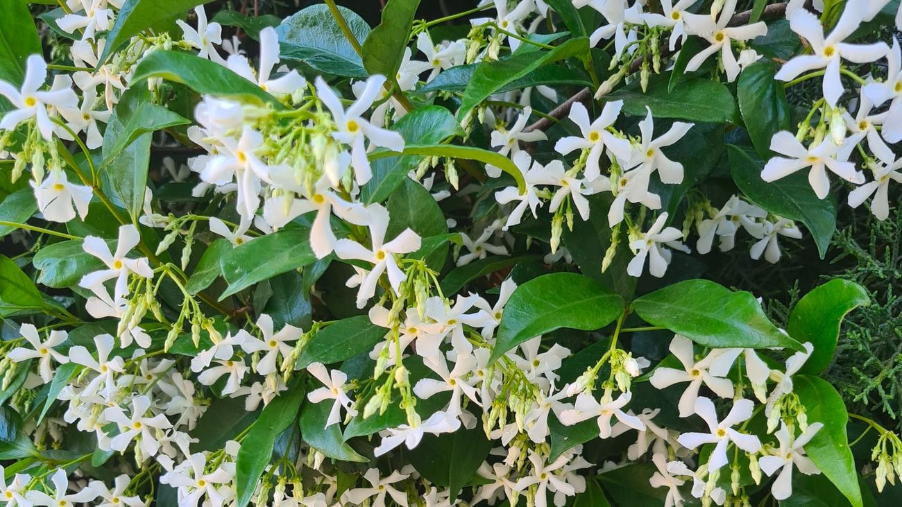 Close up of white jasmine flower plant