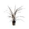 2.5L Cordyline Red Fountain - Cordyline banksii x pumillo var 'Red Fountain'