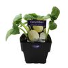 100mm Cucumber Crystal Apple - Cucumis sativus