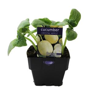 100mm Cucumber Crystal Apple - Cucumis sativus