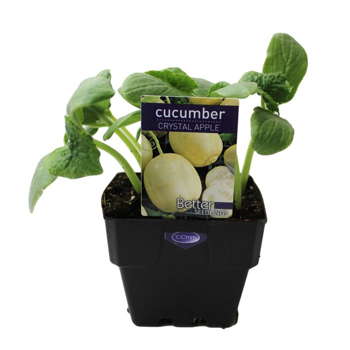 100mm Cucumber Crystal Apple - Cucumis sativus