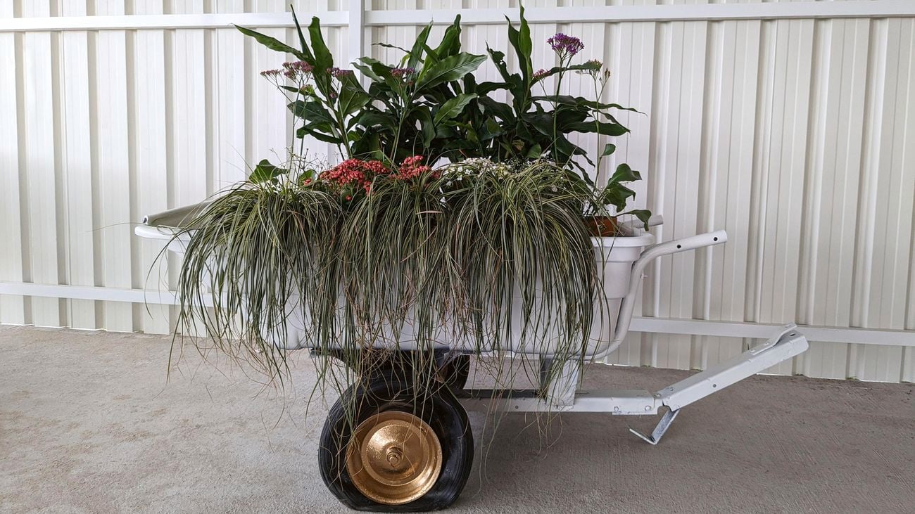 White wheelbarrow filled with plants 