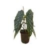 170mm Begonia Polka Dot - Begonia maculata