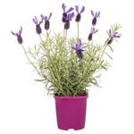 130mm Lavender Avonview - Lavandula