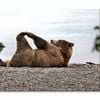 A Bear Stretches on The Beach  Print 100% Australian Made 150 x 100cm  (Stretched)