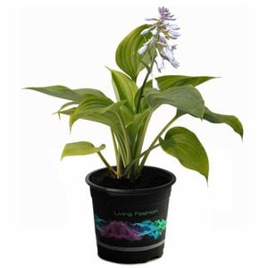 140mm Hosta Empress Wu