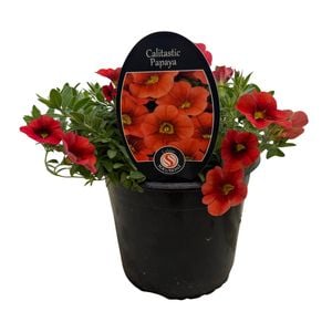 140mm Calibrachoa Calitastic Papaya - Calibrachoa hybrid - Gardening Solutionz
