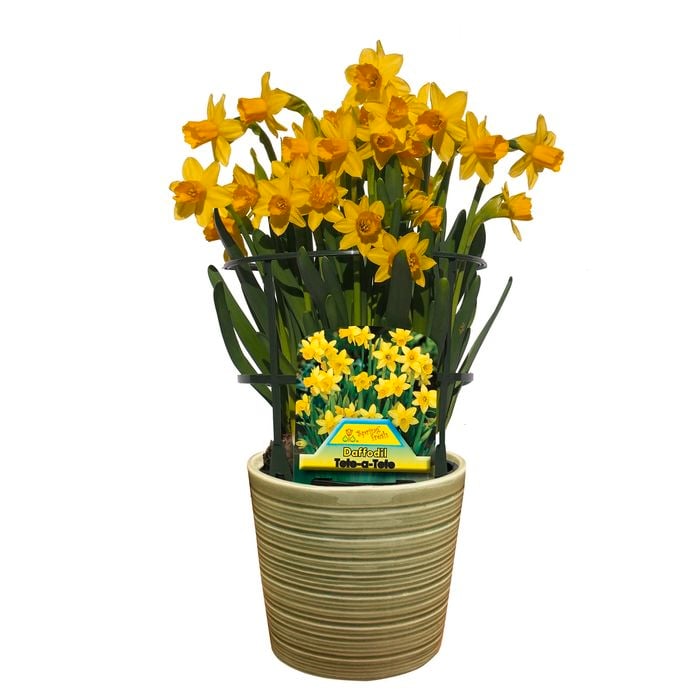 150mm Potted Gift Wrapped Daffodil Tete A Tete - Narcissus pseudonarcissus