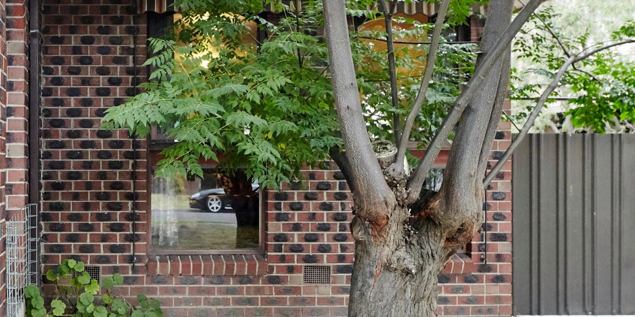 Outdoor area with brown walls and tree.