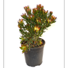 350mm Leucadendron Harvest -  Leucadendron stelligerum