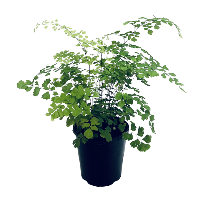 140mm Maidenhair Fern - Adiantum fragrans
