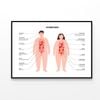 Hormones In Human Body Illustration  Print 100% Australian Made 90x60cm  (Poster)