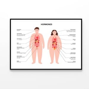 Hormones In Human Body Illustration  Print 100% Australian Made 90x60cm  (Poster)