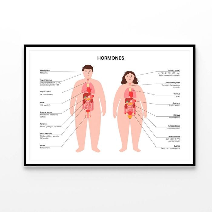 Hormones In Human Body Illustration  Print 100% Australian Made 90x60cm  (Poster)