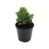 160mm Conifers Ground Cover Assorted - Coniferophyta