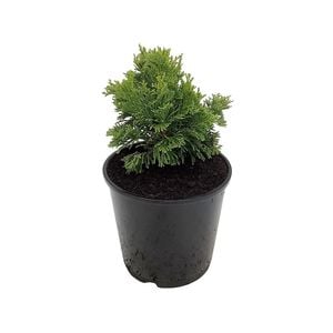 160mm Conifers Ground Cover Assorted - Coniferophyta