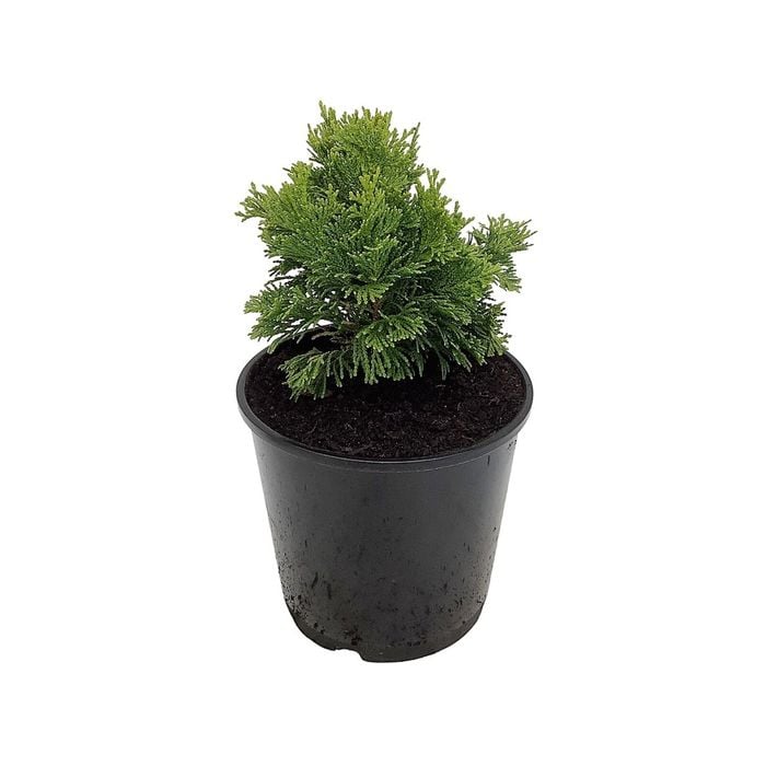 160mm Conifers Ground Cover Assorted - Coniferophyta