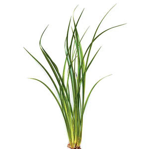 Pisces Live Plant Vari Lime Rush Bunches Emerse Grown Plants (110433)