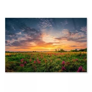 Sunset Sky & Wild Field  Print 100% Australian Made 90 x 60cm  (Acrylic)