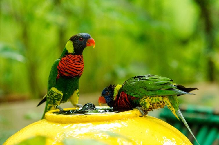 Water fountain with two birds drinking from it