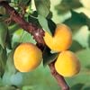 Bagged Story Apricot - Prunus armeniaca