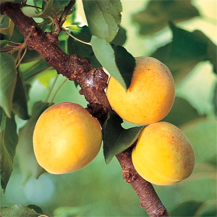 Bagged Story Apricot - Prunus armeniaca