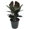250mm Rubber Tree - Ficus elastica Burgandy