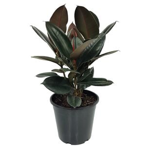 250mm Rubber Tree - Ficus elastica Burgandy